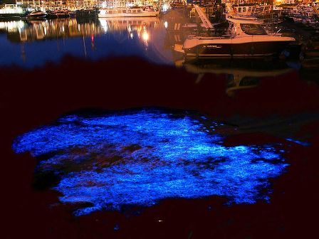 At night, bioluminescent dinoflagellates can give water the appearance of sparkling light